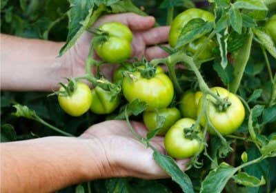 Grüne Tomaten in Händen