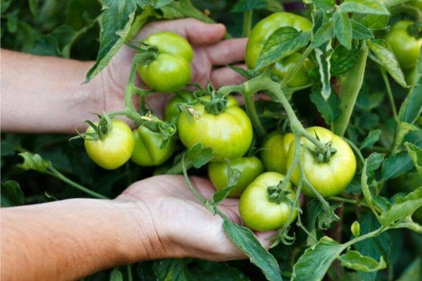 Grüne Tomaten in Händen