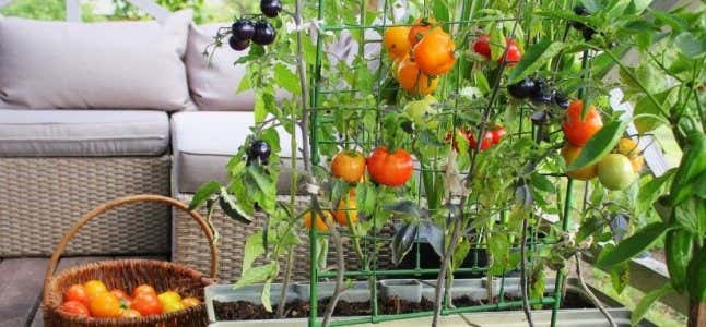 Tomatenpflanze im Beet