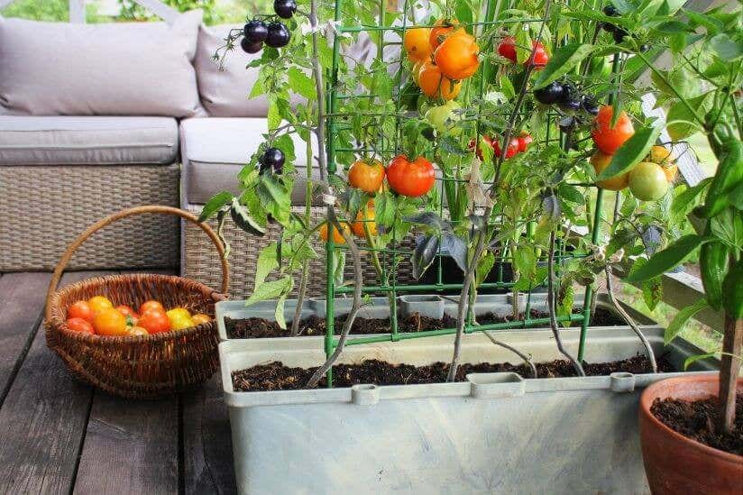 Tomatenpflanze im Beet