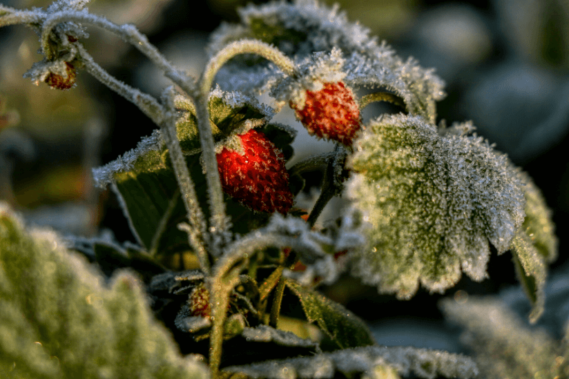 Erdbeeren überwintern