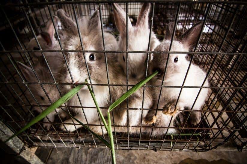 Mehrere Kaninchen im Kägis essen Grashalme