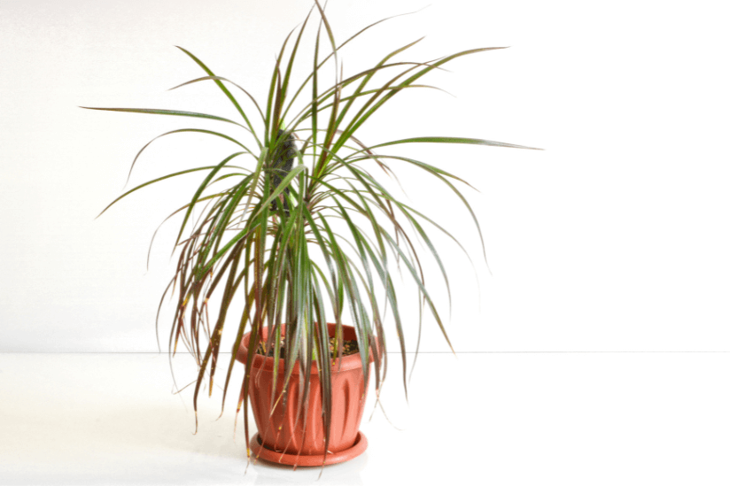 Dracaena Indoor-Pflanze in einem Topf auf einem hellen Hintergrund