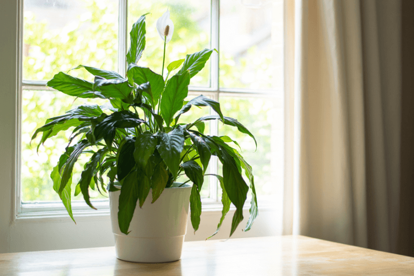 Friedenslilie Pflanze in einem hellen Haus